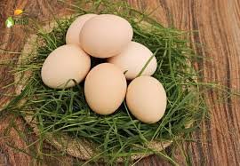 Natukodi Eggs